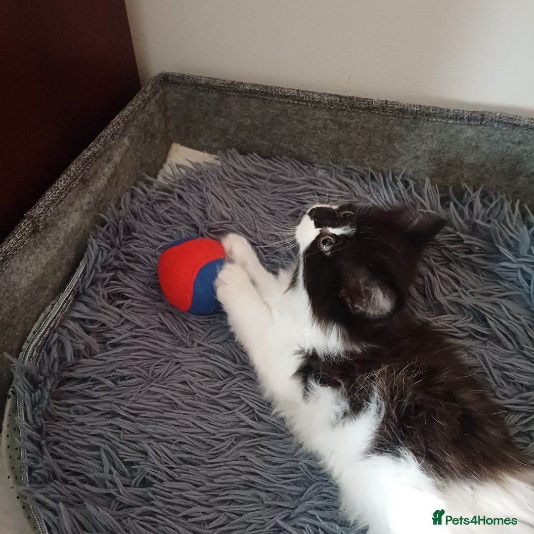 Mixed Breed cats for sale: Cute Kittens:)) - Advert 9