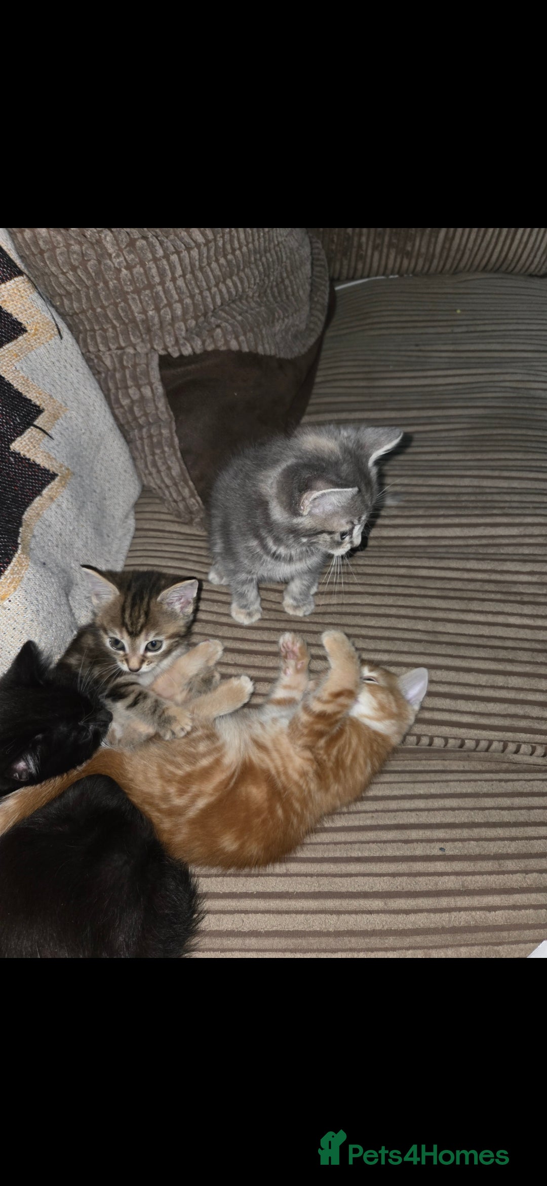 Mixed Breed cats for sale: Kittens  - Advert 2