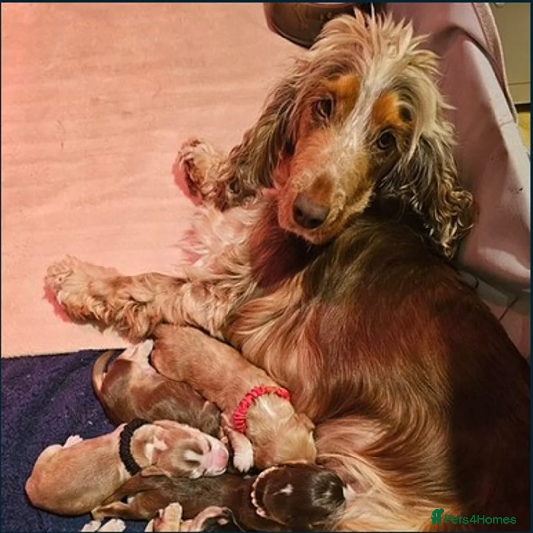 Cocker Spaniel dogs for sale: Gorgeous KC Show Cocker Spaniels, 4 boys & 1 girl in Inverurie - Advert 1