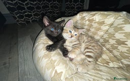 Bengal cats for sale: Cute and fluffy half Bengal kittens  - Image 31