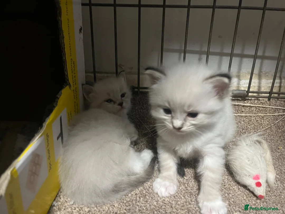Ragdoll cats for sale: Ready to go Lynx point ragdolls - Advert 2