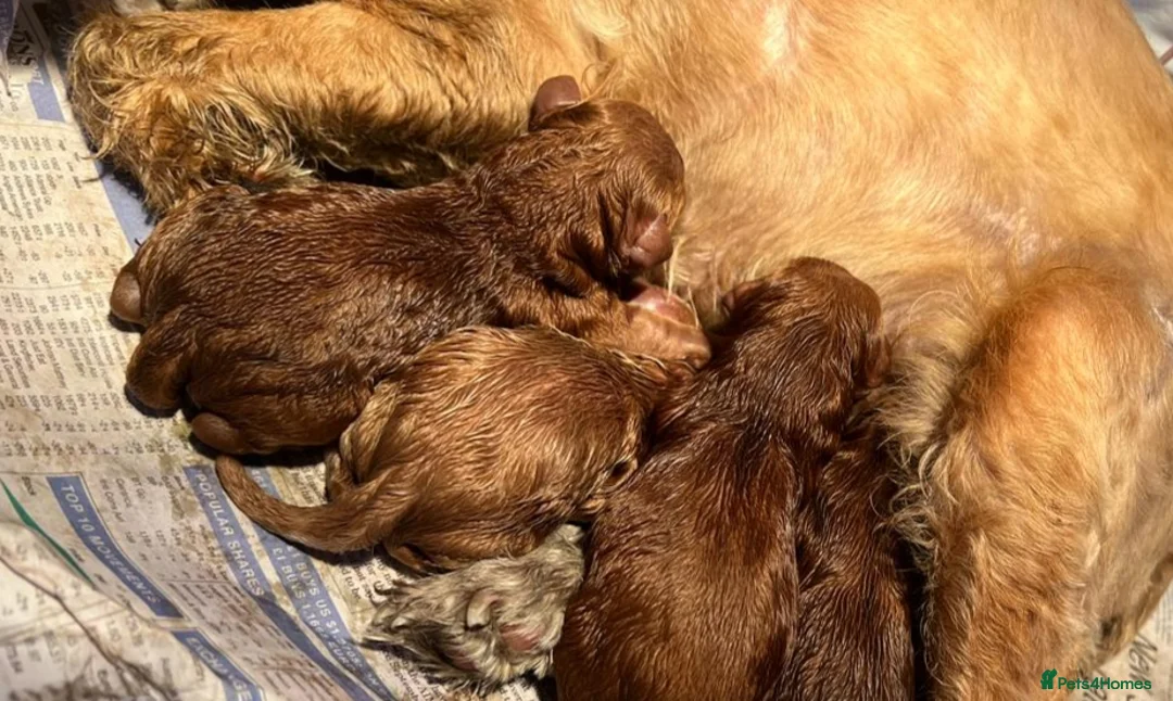 Cocker Spaniel dogs for sale: Top kc working cocker spaniels - Advert 3