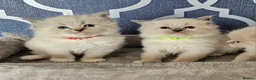 Ragdoll cats for sale: Stunning GCCF registered kittens  - Advert 8