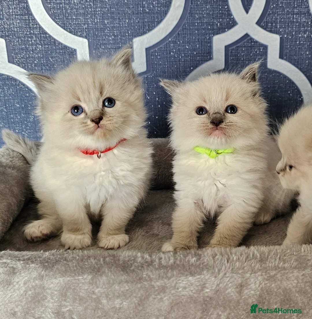 Ragdoll cats for sale: Stunning GCCF registered kittens  - Advert 8