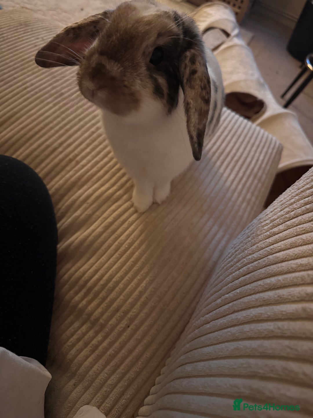 English Lop rabbits for sale: Barney  - Image 6