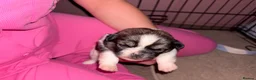 Mixed Breed dogs for sale: Tiny cute fluffy Shih Tzu x jack Russell puppies  - Advert 7