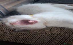 Ragdoll cats for sale: GCCF beautiful seal white bi-colour/point mitted - Image 23