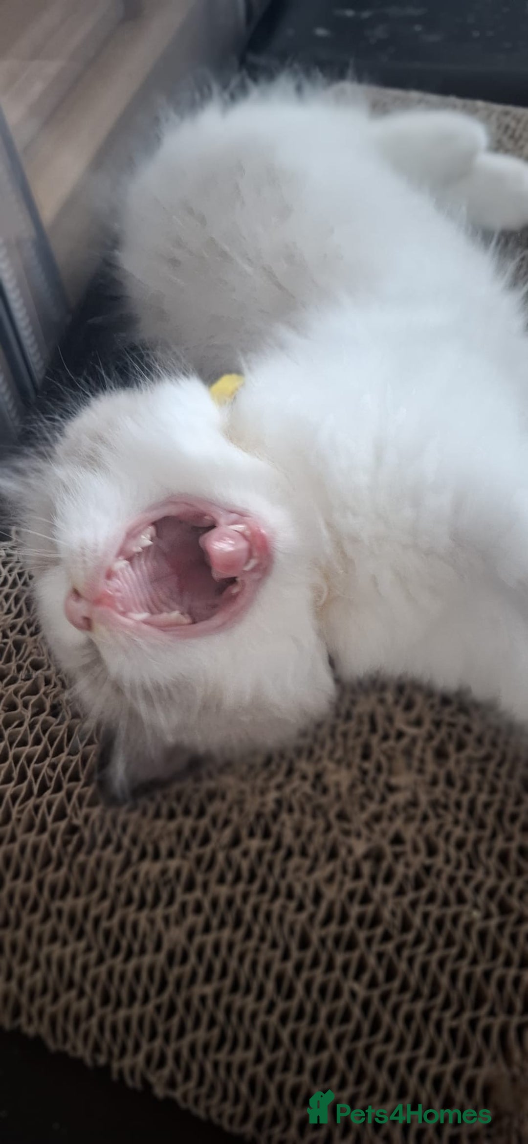 Ragdoll cats for sale: GCCF beautiful seal white bi-colour/point mitted - Image 23