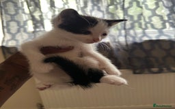 Mixed Breed cats for sale: 3tabby kittens to sale - Image 6