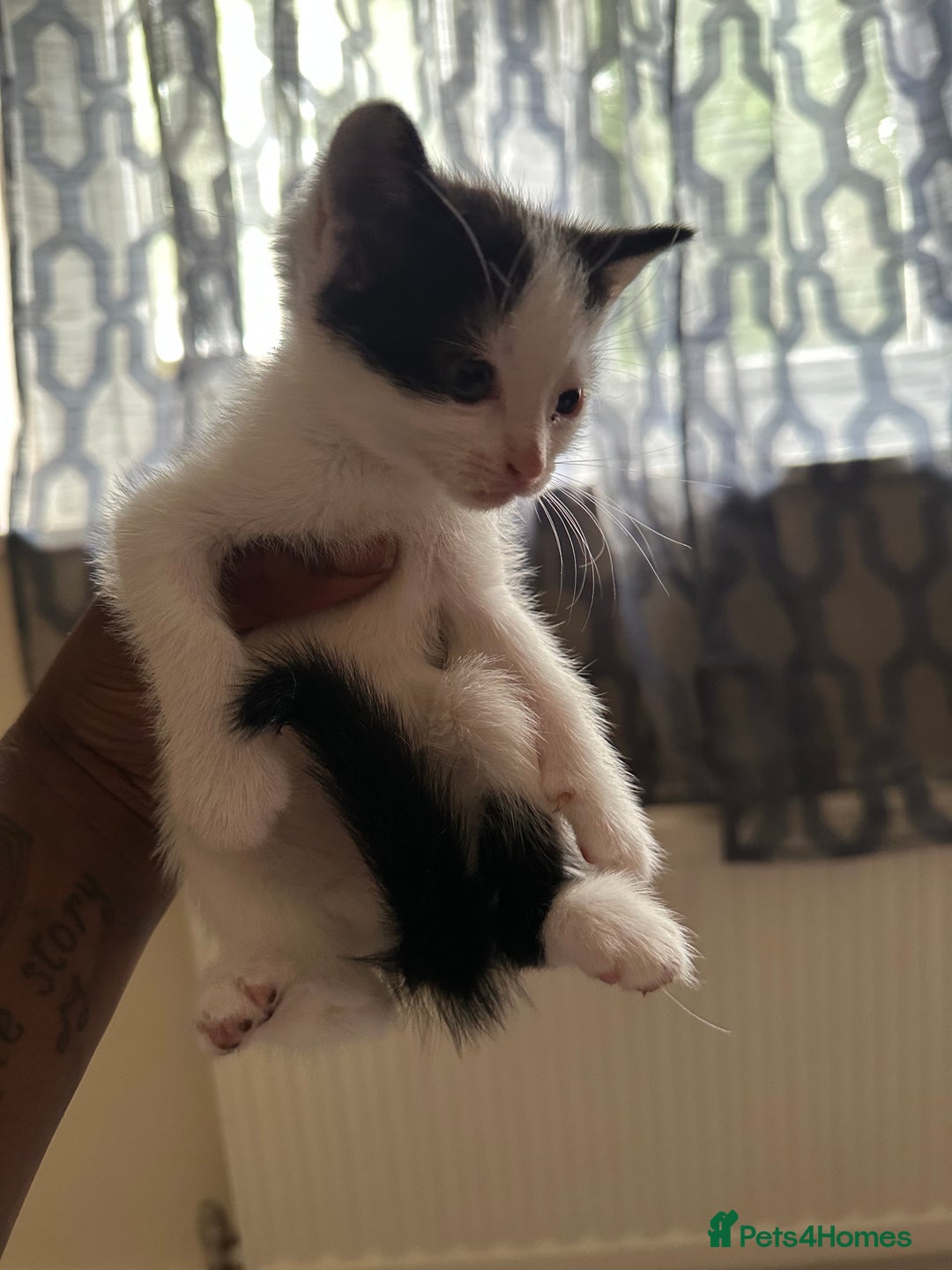 Mixed Breed cats for sale: 3tabby kittens to sale - Image 6