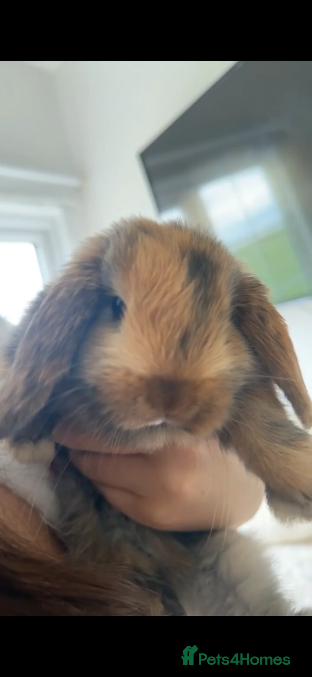 Mini Lop rabbits for sale: 2 mini lop bunny’s  in Gravesend - Advert 2