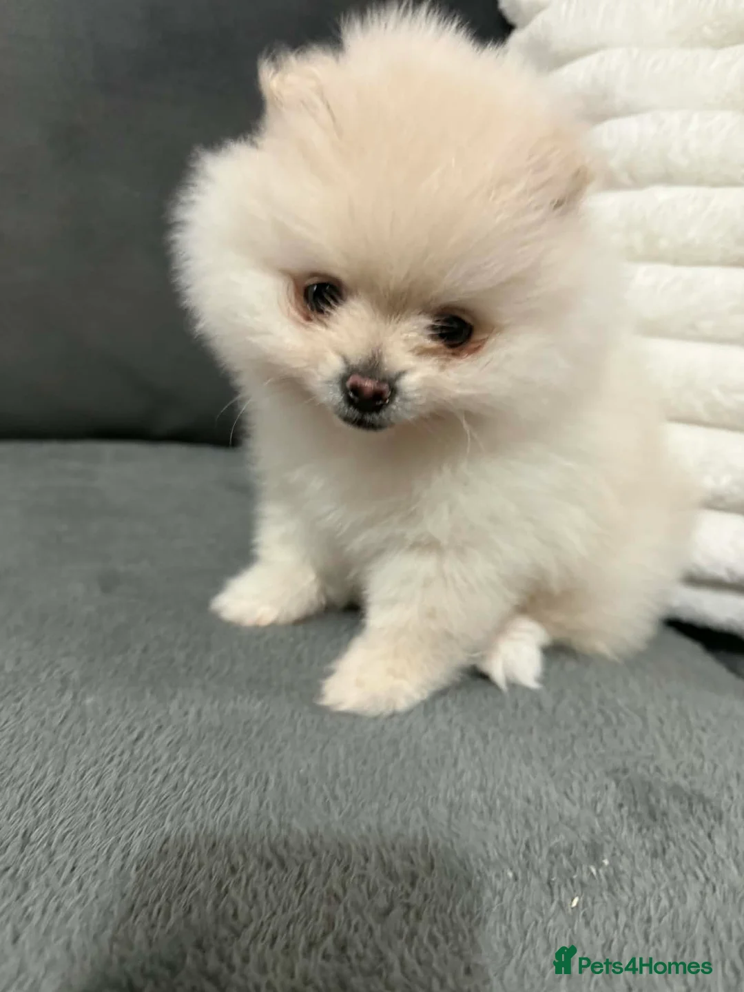 Pomeranian dogs for sale: White Pomeranian girl puppy - Advert 4
