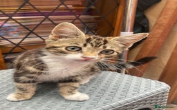 British Shorthair cats for sale: Beautiful kitten - Image 2