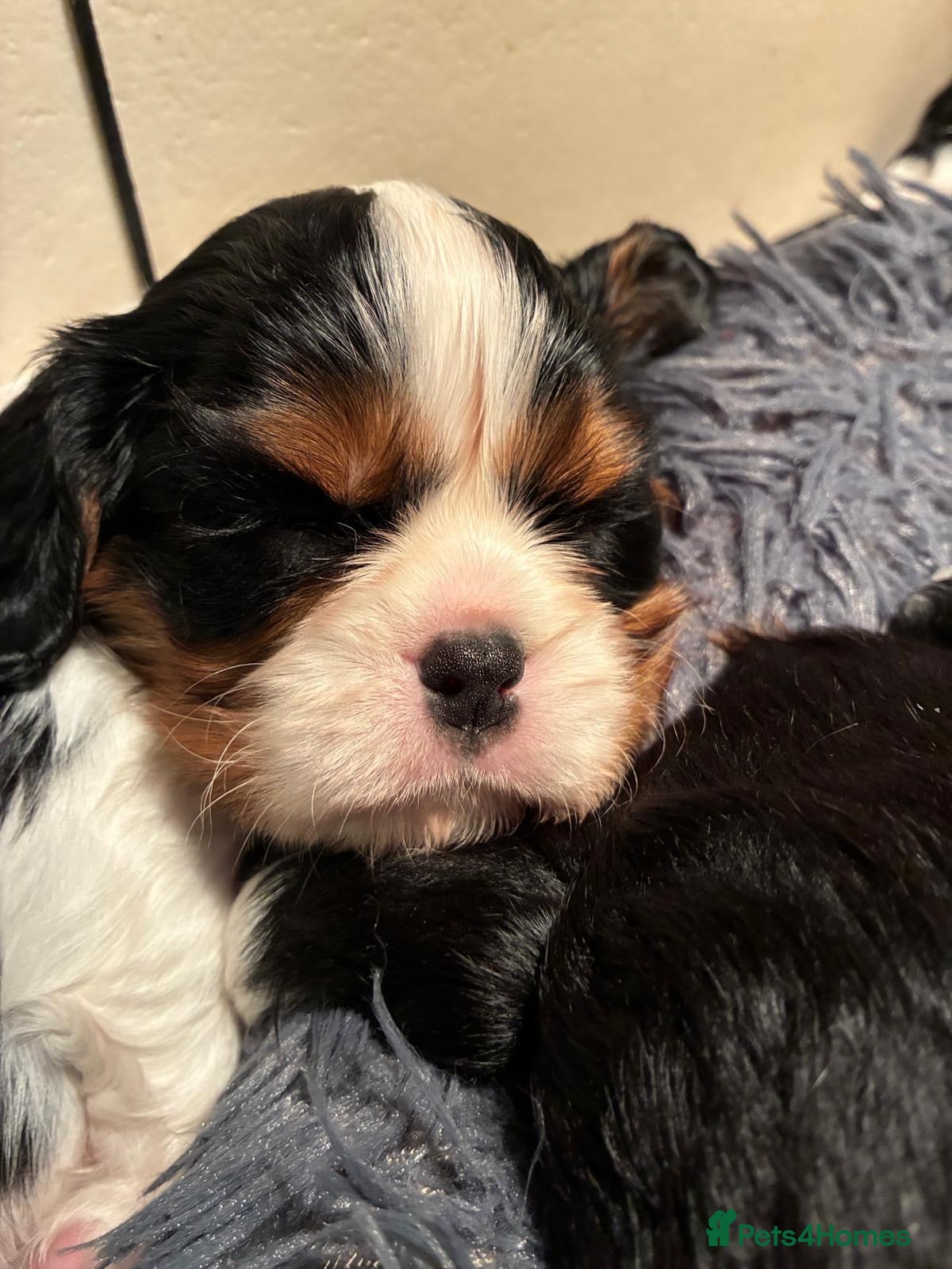 Cavalier King Charles Spaniel dogs for sale: Exceptional cavalier King Charles puppies  - Advert 1