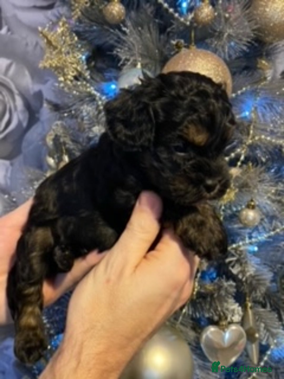 Cavapoo dogs for sale: F1 Cavapoo puppies 1 male 2 females - Advert 6