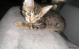 Domestic Shorthair cats for sale: 3 beautiful kittens for sale. - Image 4