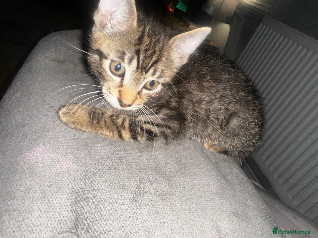 Domestic Shorthair cats for sale: 3 beautiful kittens for sale. - Image 4