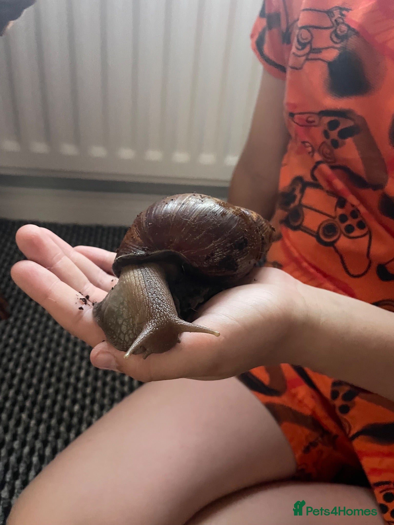 Mixed Breed reptiles Giant African Land snails  - Advert 7