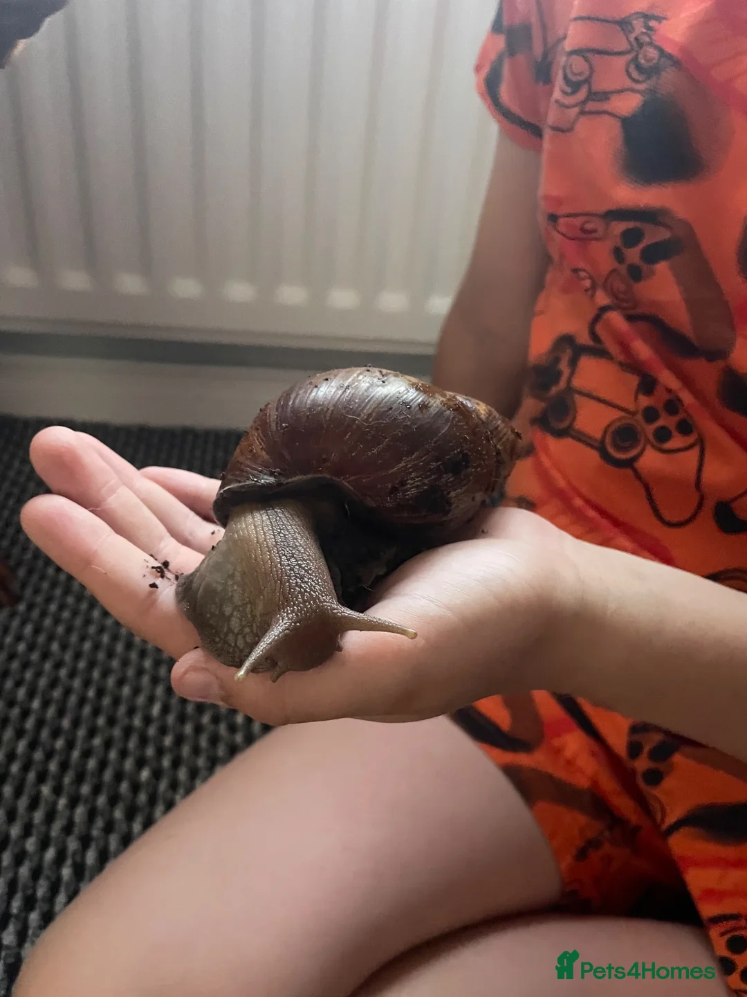 Mixed Breed reptiles for sale: Giant African Land snails  in Herne Bay - Advert 1