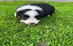 Bearded Collie dogs for sale: Six beautiful Beardie puppies for sale - Image 13