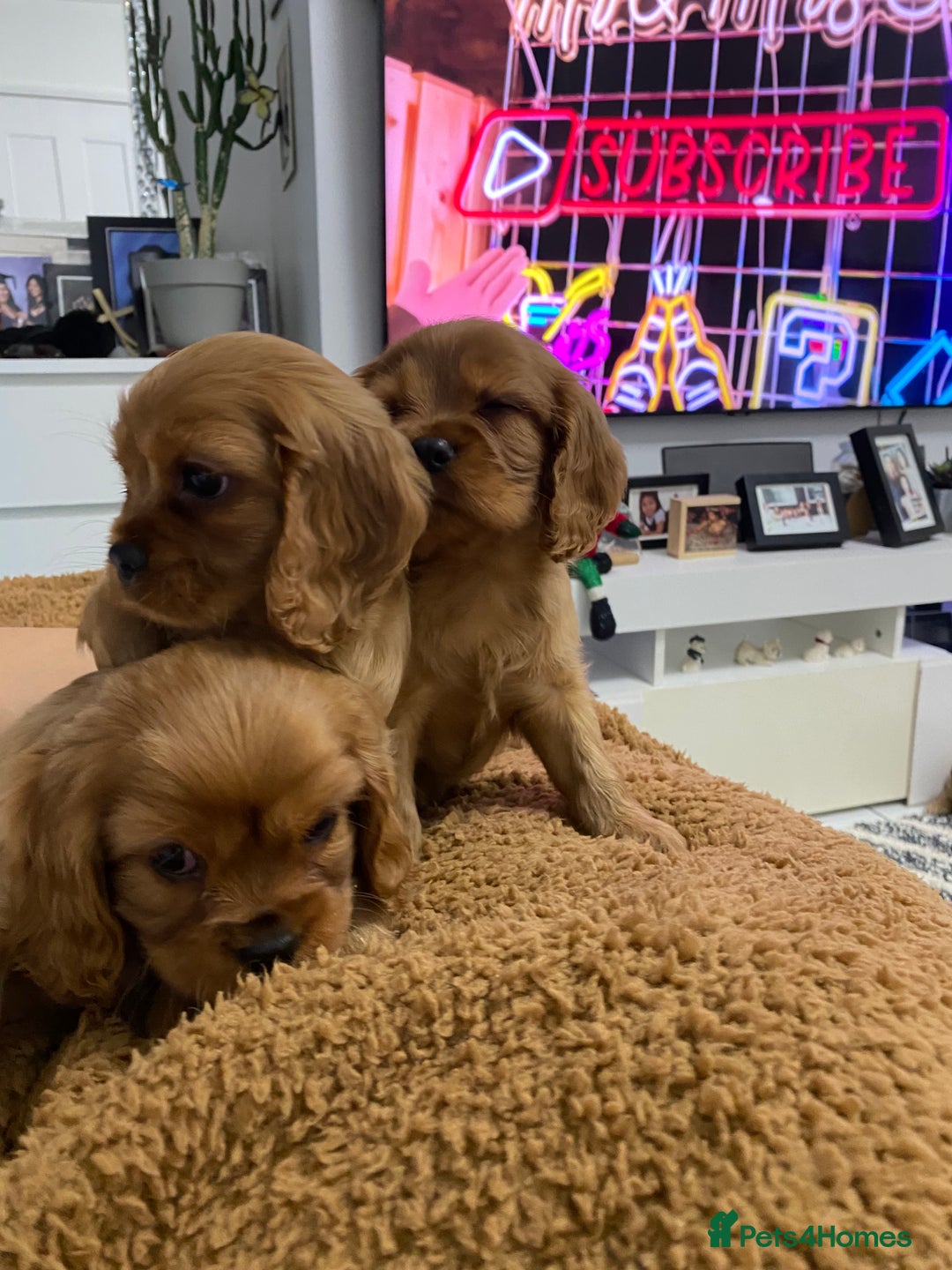 Cavalier King Charles Spaniel dogs for sale: pure Cavalier King Charlse Spaniel - Advert 5
