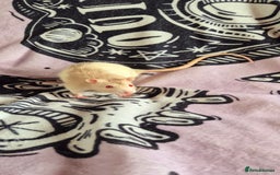 Rat rodents for sale: Male Rats for sale  - Image 1