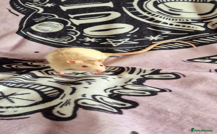 Rat rodents - Advert 1