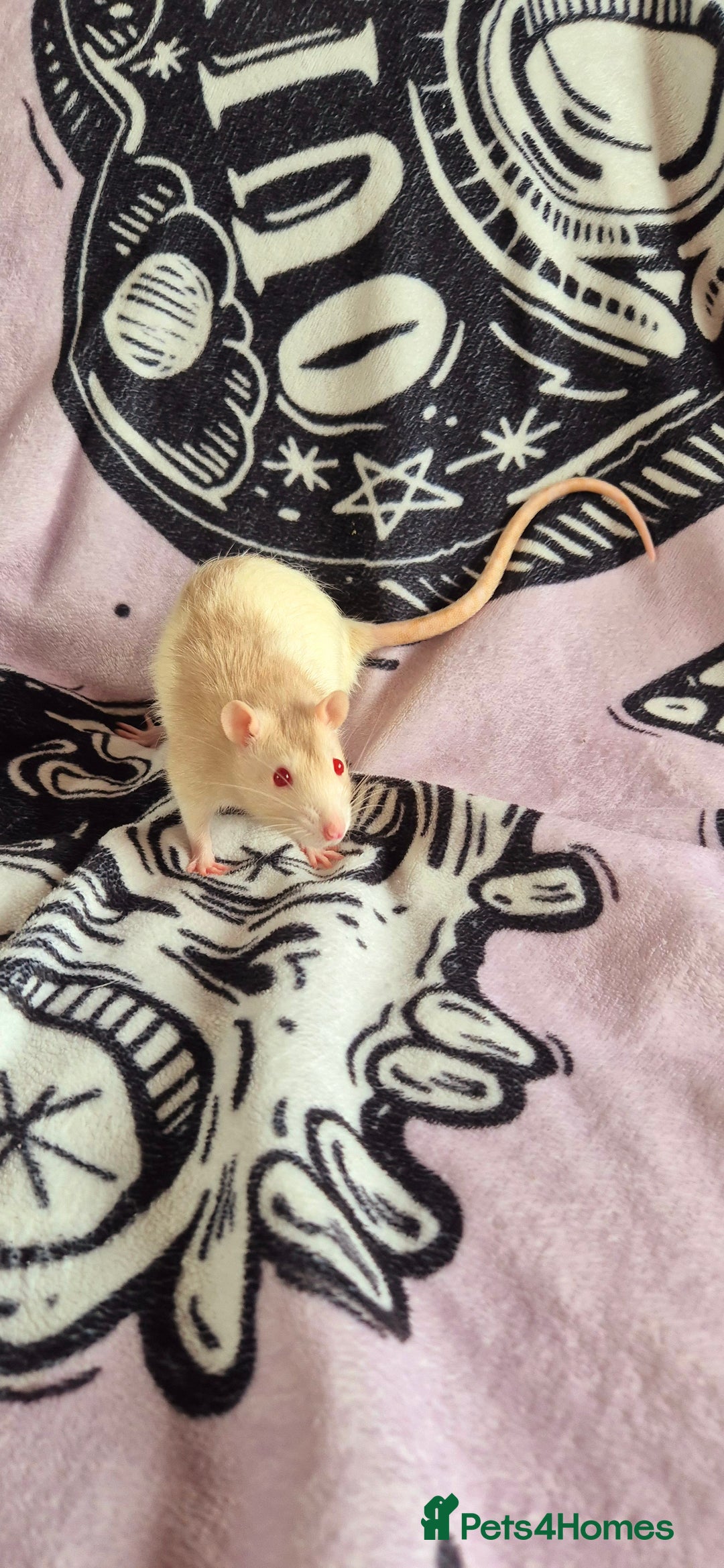 Rat rodents for sale: Male Rats for sale  - Image 1