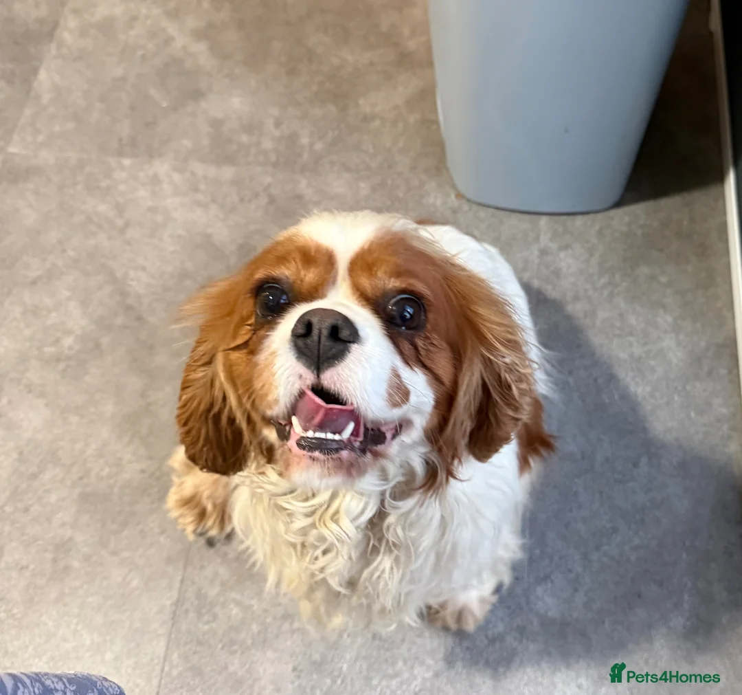 Cavalier King Charles Spaniel dogs for sale: Willow looking for a new home  - Advert 2