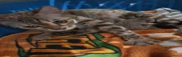Bengal cats for sale: 🐆💕Very Beautiful Tica Registered Bengal Kittens. - Advert 37