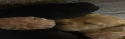 Goldador dogs for sale: 🐾 Beautiful Goldador Puppies 🐾 in Rotherham - Advert 9