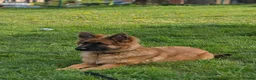 German Shepherd dogs for sale: 10 Month Old German shepherd in Birmingham - Advert 4