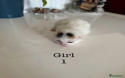 British Shorthair cats for sale: 6 Playful British Shorthair Cats - Image 5