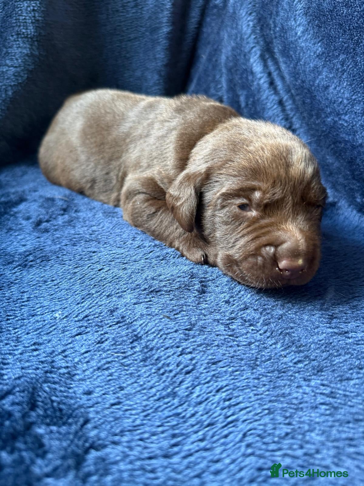 Labrador Retriever dogs Chocolate Labrador Puppies and One Yellow Girl - Advert 2