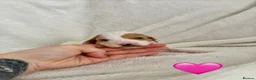 Cockapoo dogs for sale: F2B Parti/apricot miniature cockapoo puppies  in Swansea - Advert 9