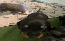 Miniature Dachshund dogs for sale: Ready for new homes Mini Dachshund  - Image 13