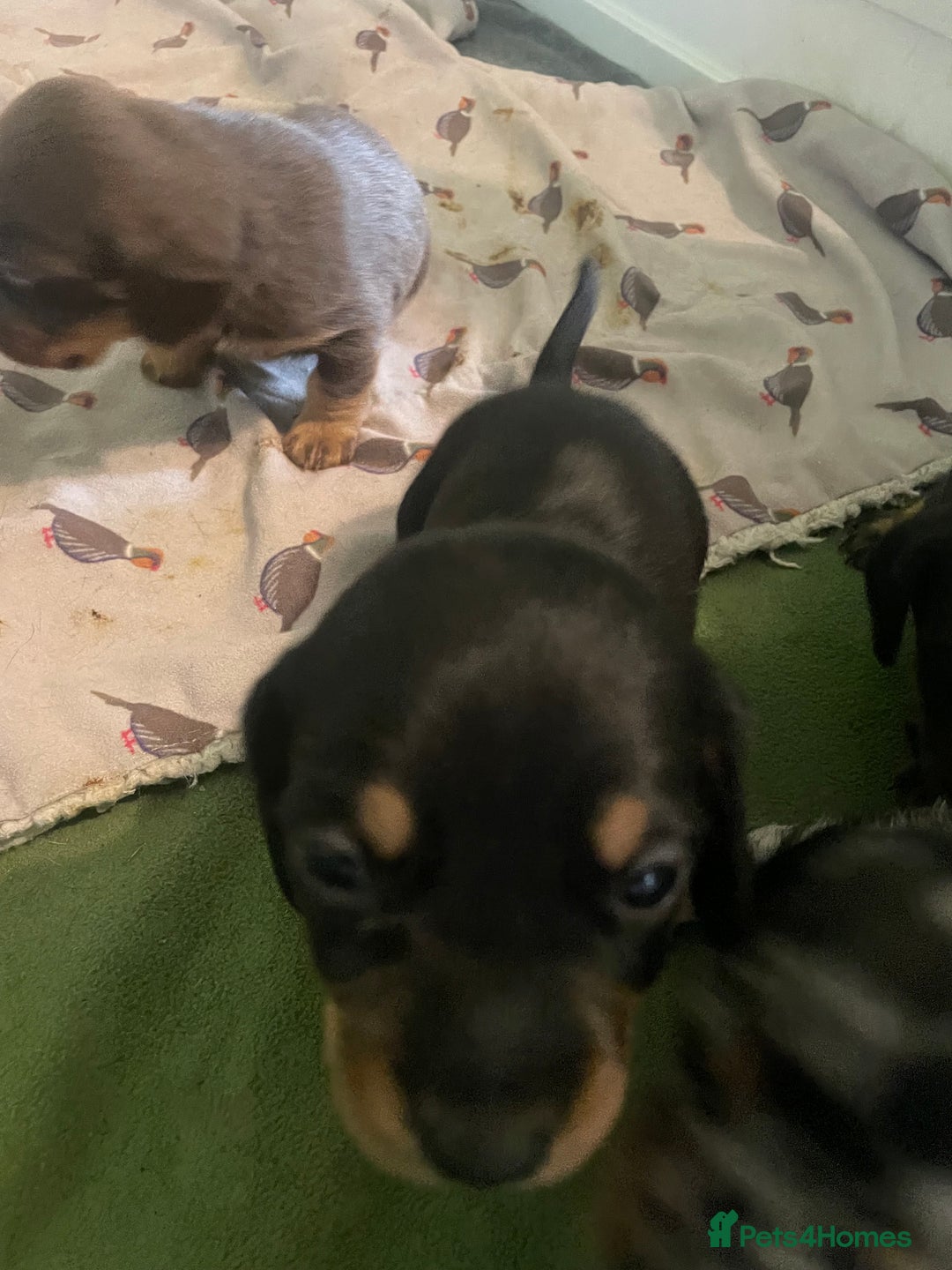 Miniature Dachshund dogs for sale: Ready for new homes Mini Dachshund  - Image 13