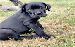 Cane Corso dogs for sale: Beautiful cane Corso puppies  - Image 10