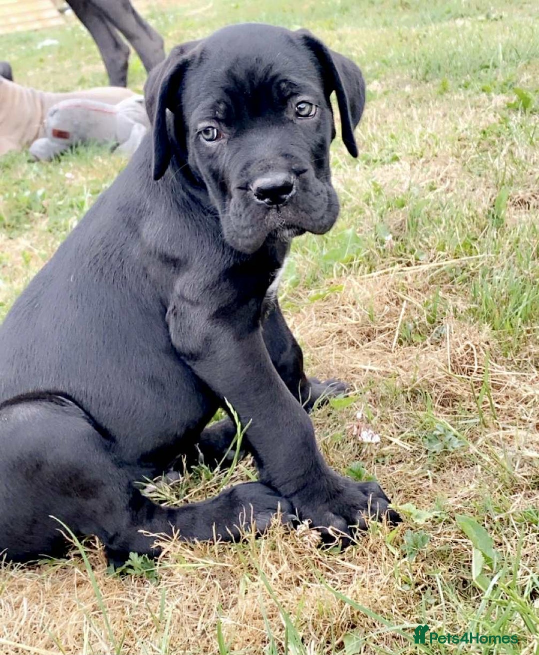 Cane Corso dogs for sale: Beautiful cane Corso puppies  - Image 10