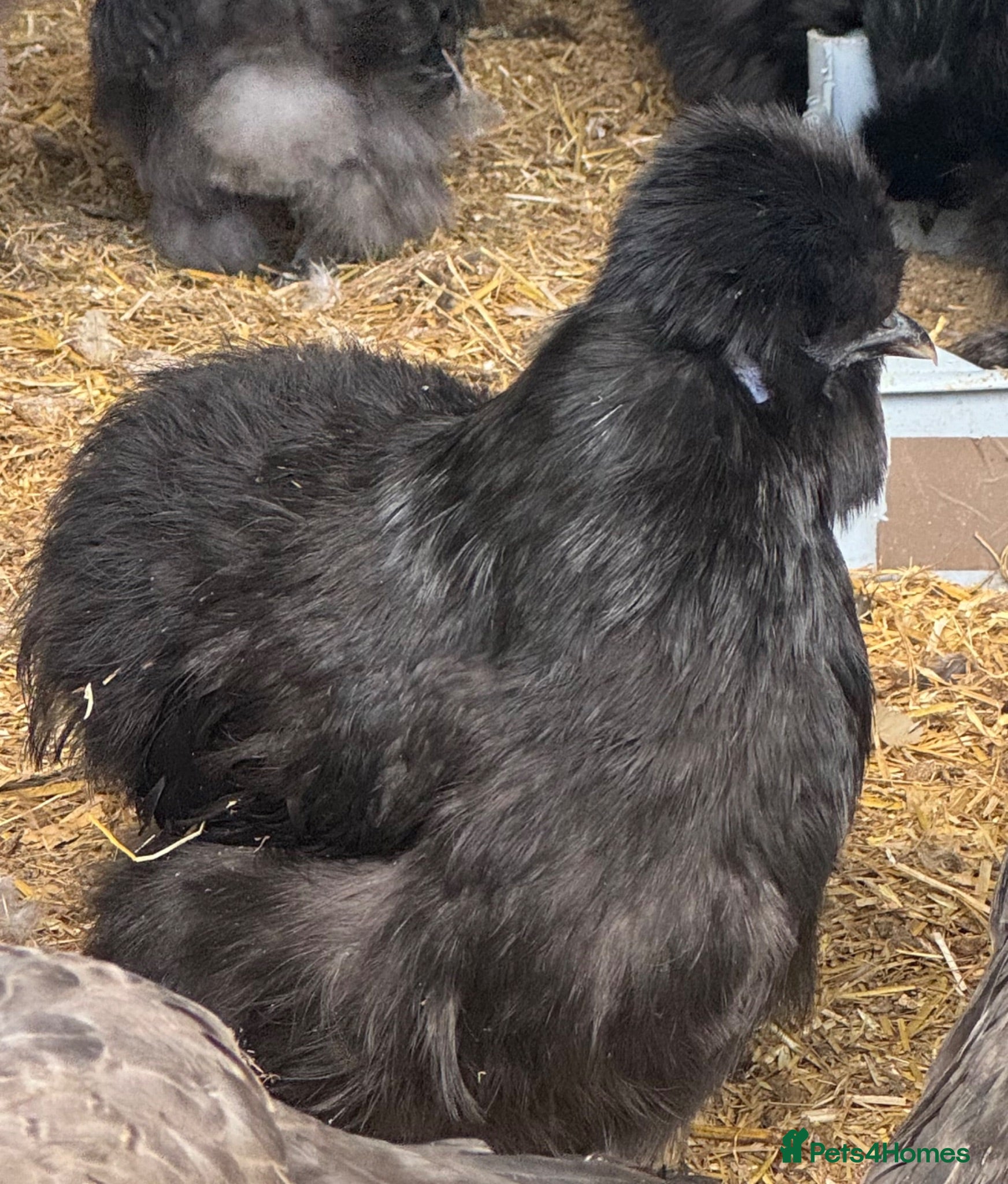 Chickens poultry Silkie hens - Advert 2