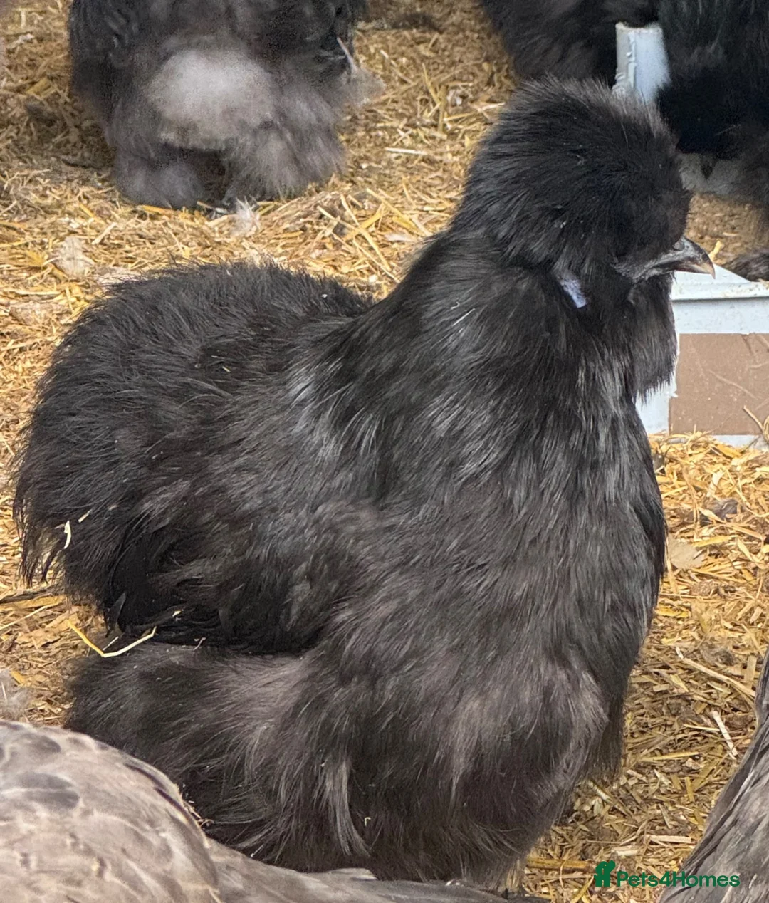 Chickens poultry for sale: Silkie hens - Advert 2