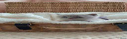 British Shorthair cats for sale: British Shorthair GCCF Registered Kittens in Barnsley - Advert 9