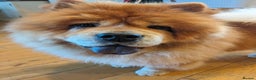 Chow Chow dogs for sale: 5 year old Female Chow Chow for Rehoming - Advert 5