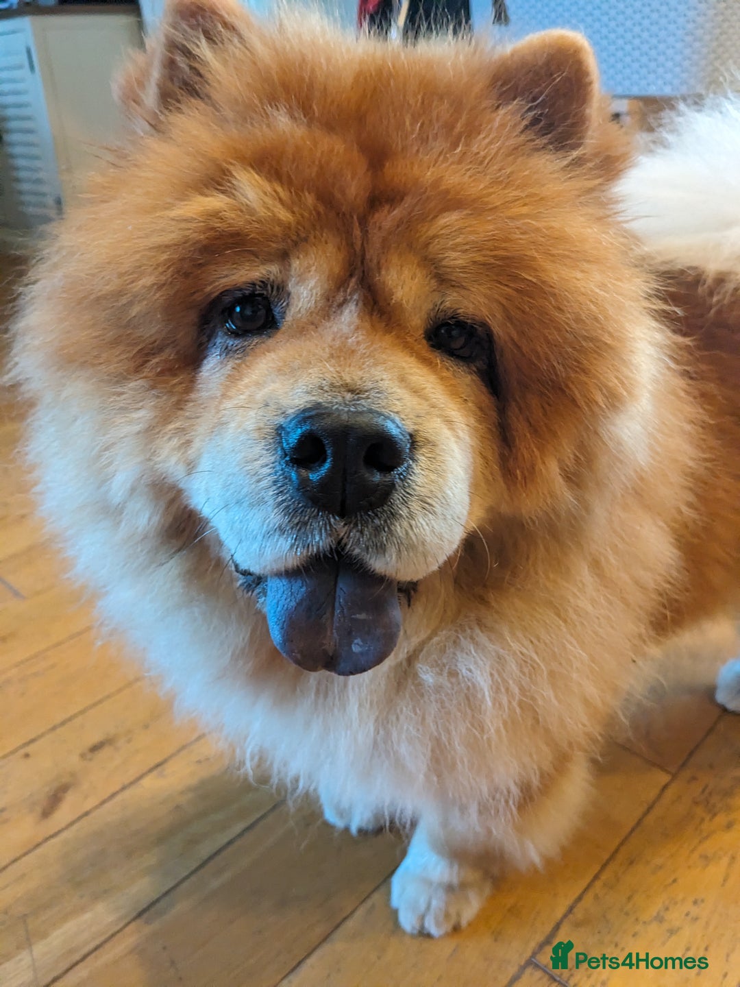 Chow Chow dogs for sale: 5 year old Female Chow Chow for Rehoming - Advert 5