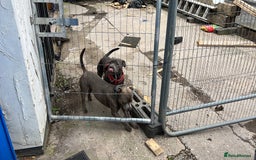 Staffordshire Bull Terrier dogs for sale: Stunning Blue Pure Bred Staffie Puppies - Image 13
