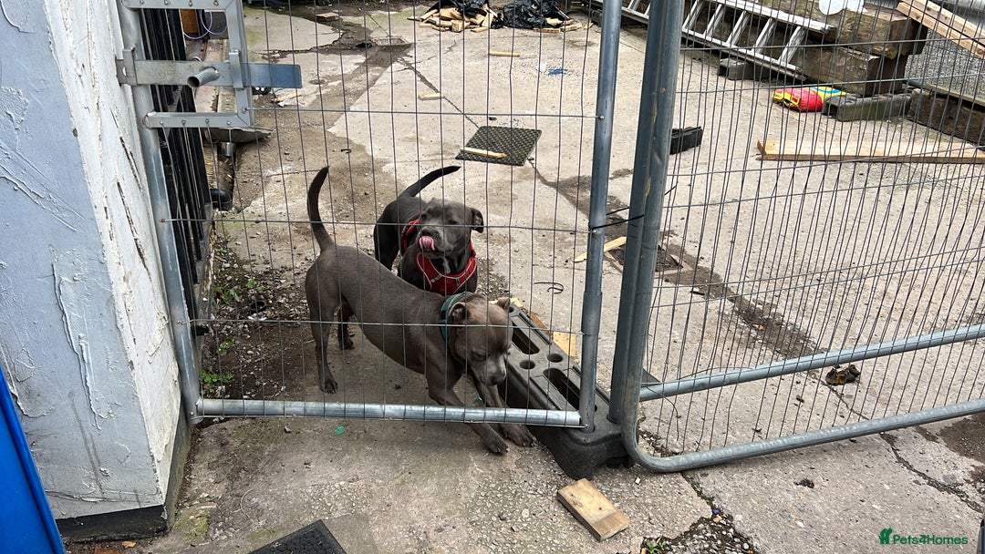 Staffordshire Bull Terrier dogs for sale: Stunning Blue Pure Bred Staffie Puppies - Image 13