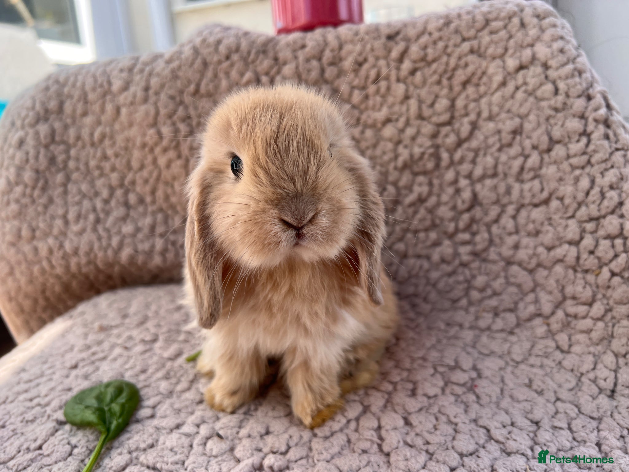 Mini Lop rabbits 5 beautiful mini lops for sale - Advert 8