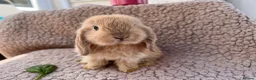 Mini Lop rabbits for sale: 5 beautiful mini lops for sale in Swindon - Advert 1