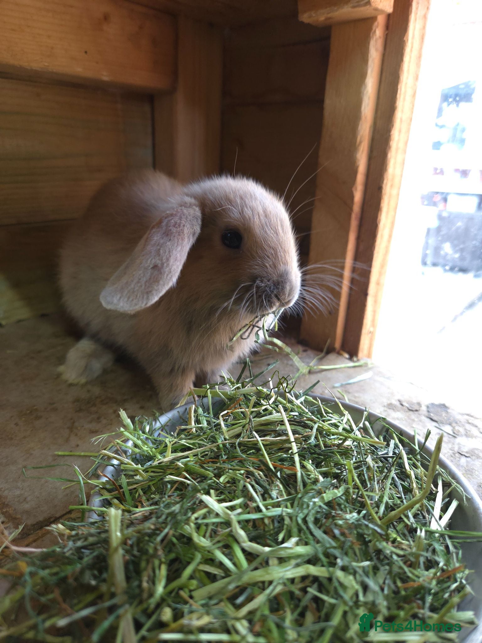 Mini Lop rabbits VERY TAME Mini lop baby bunnies ready to leave now - Advert 2