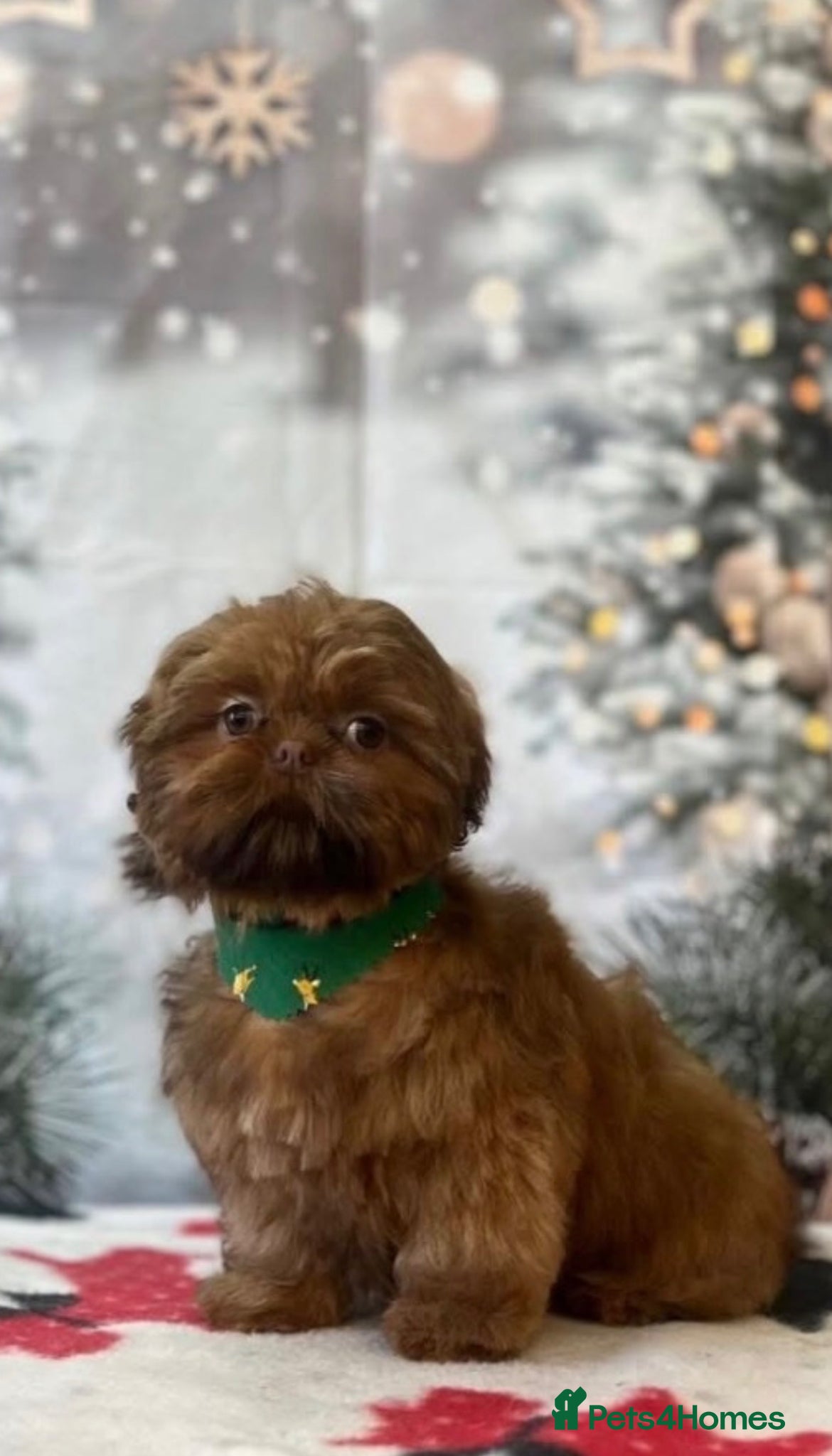Shih Tzu dogs Chocolate orange shih tzu - Advert 2